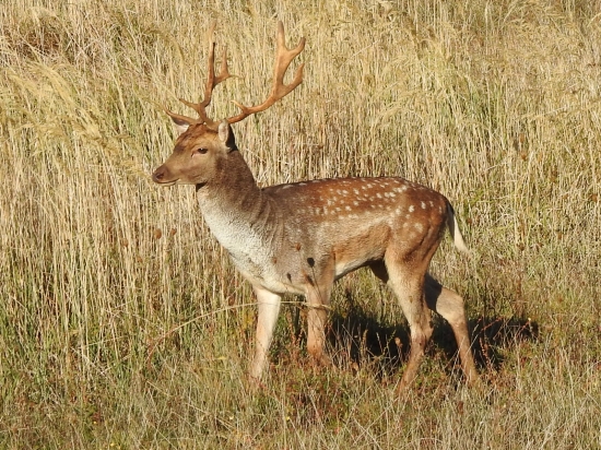 Vareškár