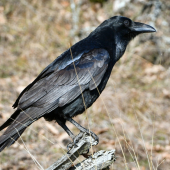 Krkavec čierny