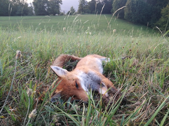 Ďalšia kmotrička...