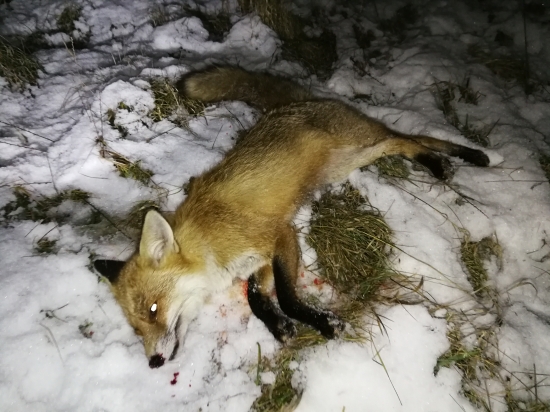 Tretia vychádzka tretia líška...