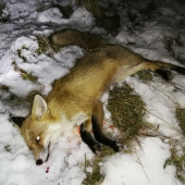 Tretia vychádzka tretia líška...