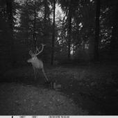 Jeden pánko z ruje...