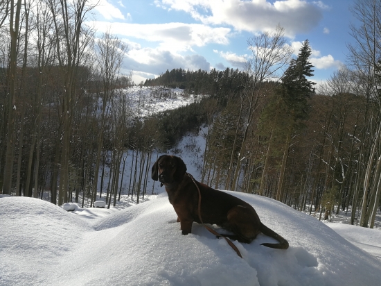 Z včerajšej prechádzky...