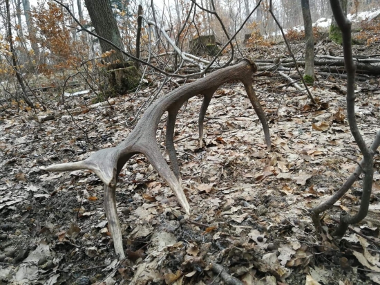 Starý pánko si pri odchode z kŕmenia niečo zabudol....