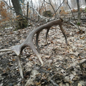 Starý pánko si pri odchode z kŕmenia niečo zabudol....