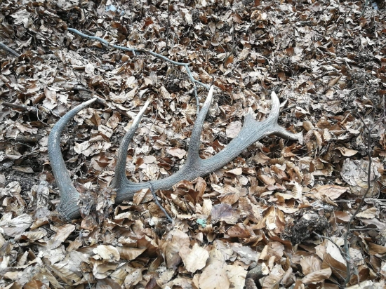 Bratovi sa ho podarilo zdvihnúť asi po 20min Dohľadavania ....