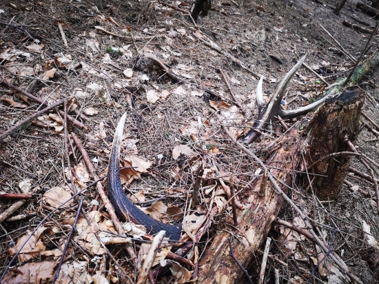 Neskoro ale predsa...