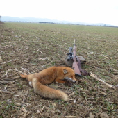 Štvrtý úlovok líšky túto nešťastnú zimu bez snehu.