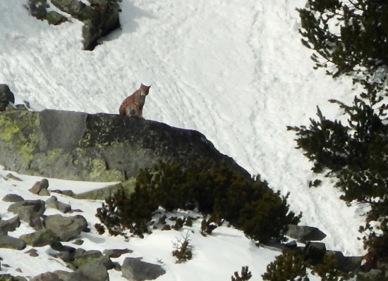 Tatranská šelmička