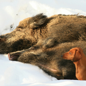 Dvě noční vycházky