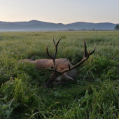 Kráľ našich lesov