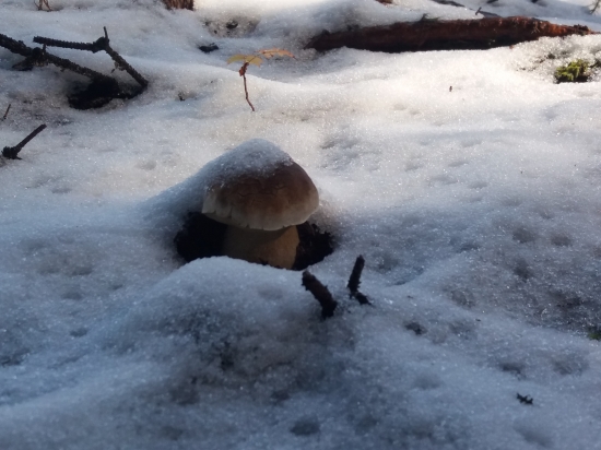 Vydržia do jari ? :-)