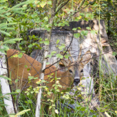 privábený lajdák :-)