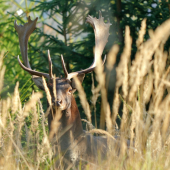 Danielia ruja vrcholí