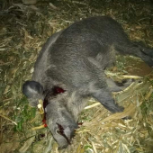 Diviak na kukuričnom strnisku