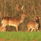 Zazrel na mlaďocha ..