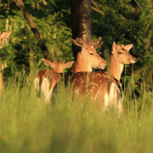 Ako Aquamen danielov naháňal :)