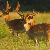 Chalani na svitaní ..
