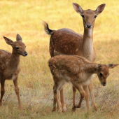 Hrdá mamča a dvaja strapáči...