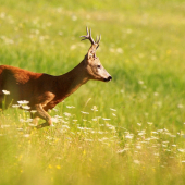 Mocný chalanisko ..