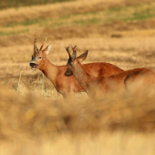 Výstražný pohľad ..