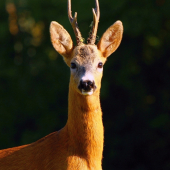 Perlovaný fešák..