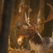 Vedúci rujoviska ...