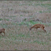 aj so srnčaťom ...