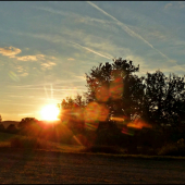 zapadá za starú hrušku ...