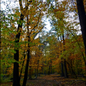 cestou za borsukom ...