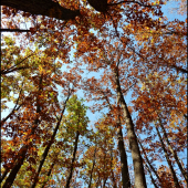 jesenný pohľad k oblohe ...