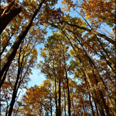 jesenný pohľad k oblohe II ...