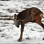 starý známy mlaďas ...