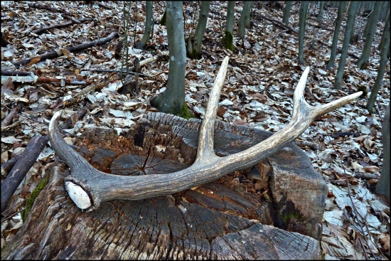 dnešný osmáčik ...