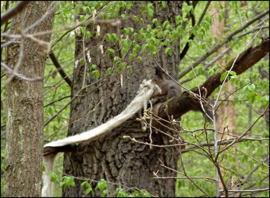 veverička s vrecom ...