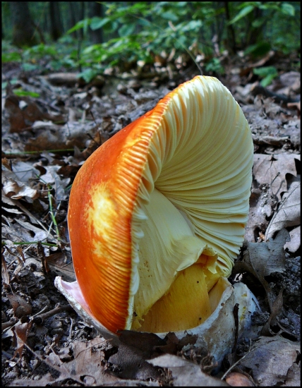 Muchotrávka cisárska (Amanita caesarea)
