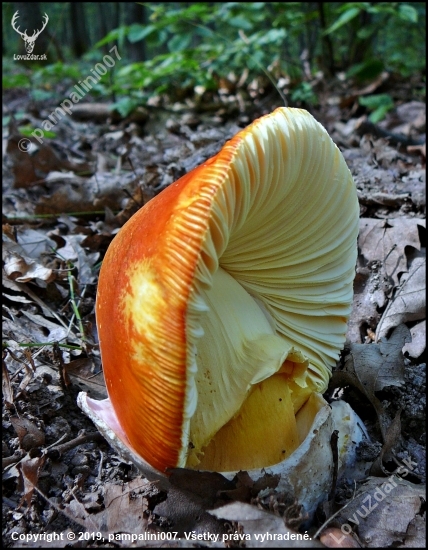 Muchotrávka cisárska (Amanita caesarea)