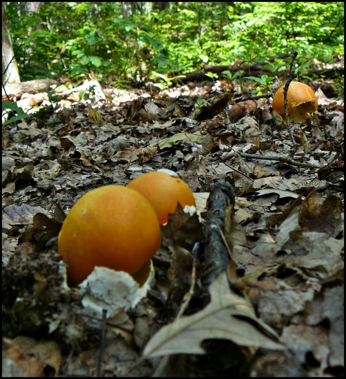 muchotrávky cisárske ...