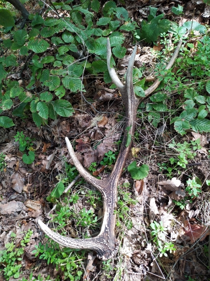 ešte sa dajú nájsť ...