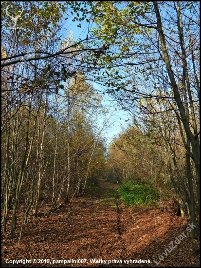 lesná cesta ...
