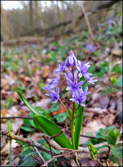 scila dvojlistá ...