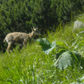 Na šťavnatej paši...