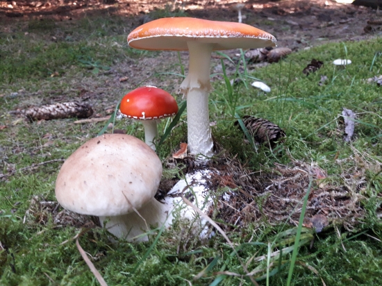 To dokáže len príroda...