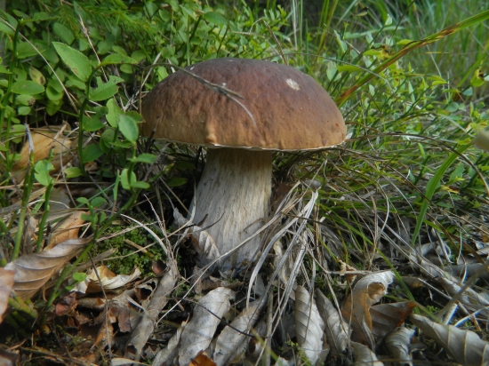 Ešte jedna hubárska.