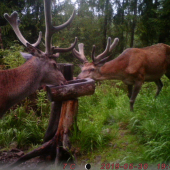 Podvečerná návšteva.