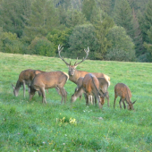 Kráľ zo svojím háremom.