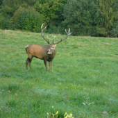 Na lučke zelenej...