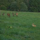 Prišla za hlasom jeleňa.