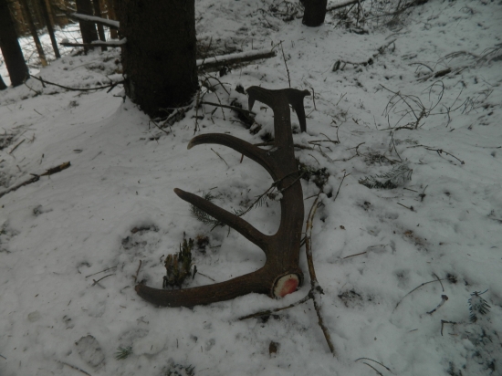 Nedeľňajší štrnástorák.