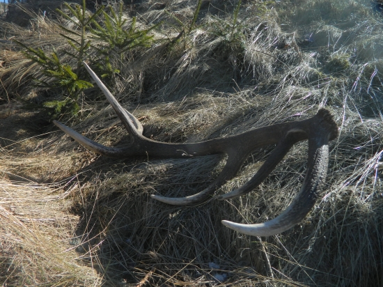 Nedeľňajší dvanástorák.